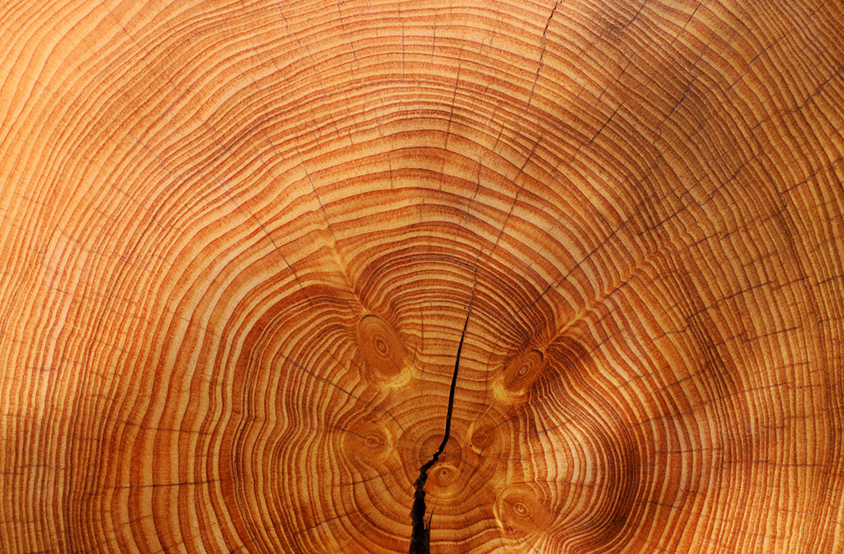 Imagefoto: Geschnittener Baumstamm mit Jahresringe